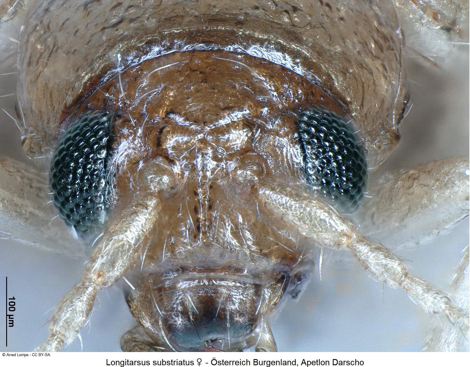 longitarsus_substriatus_w_ck35237513_k.jpg