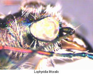 lophyridia_littoralis_k.jpg