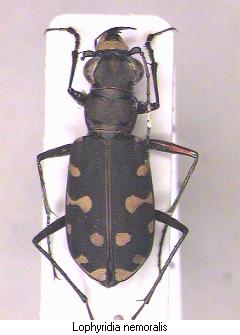 lophyridia_nemoralis_hab.jpg