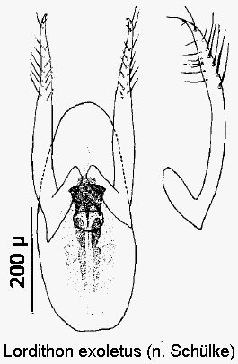 lordithon_exoletus.gif
