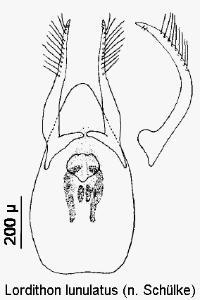 lordithon_lunulatus.gif