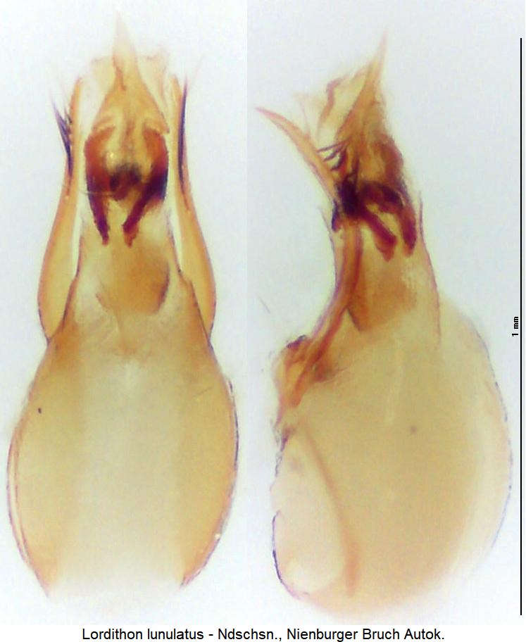 lordithon_lunulatus.jpg