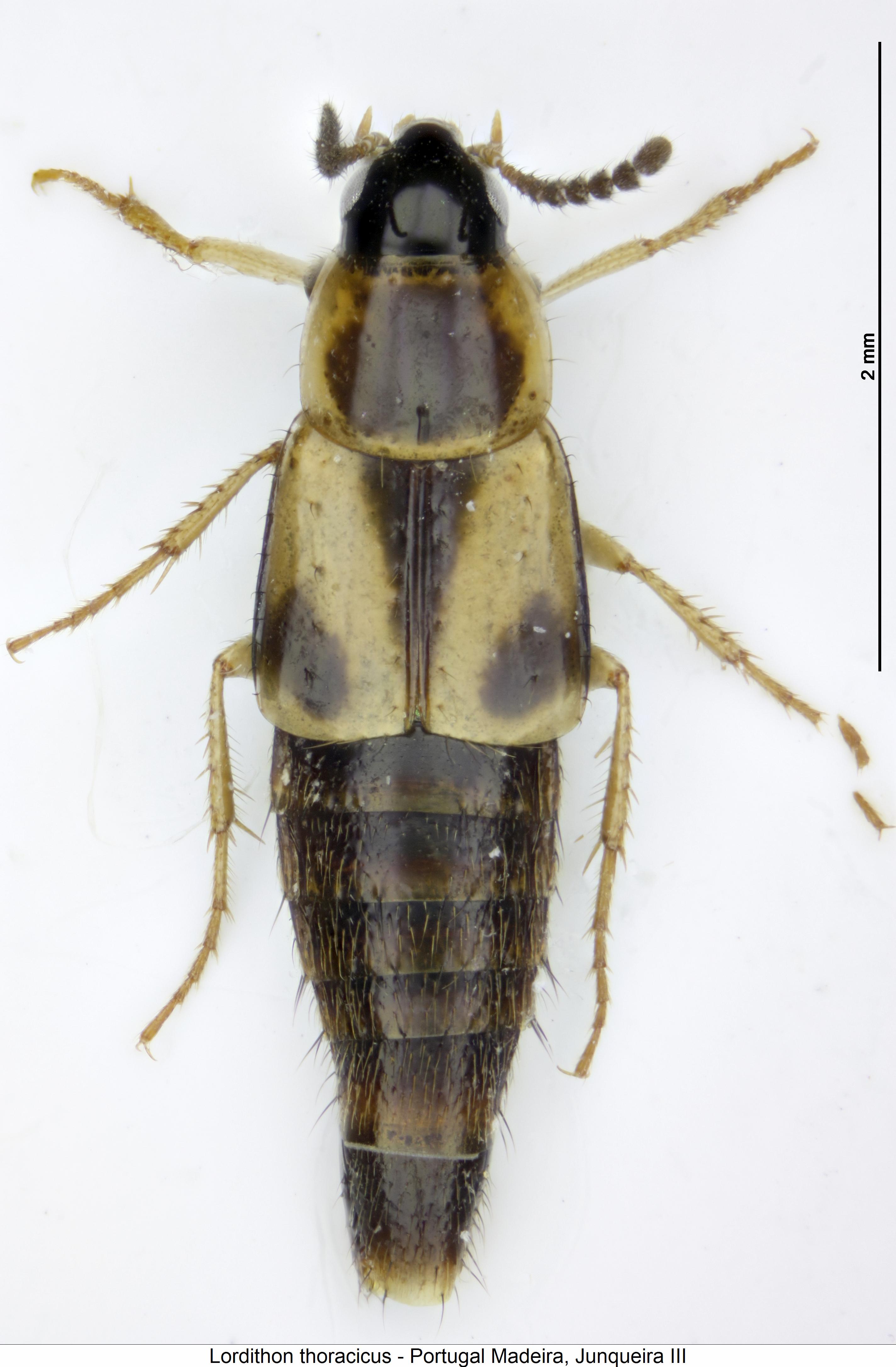 lordithon_thoracicus_hab1.jpg