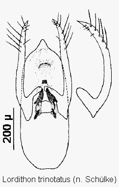 lordithon_trinotatus.gif