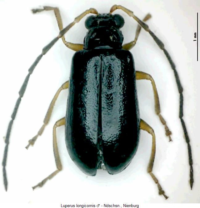 luperus_longicornis_m_hab.jpg