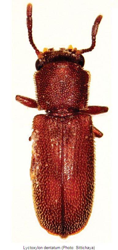 lyctoxylon_dentatum_hab.jpg