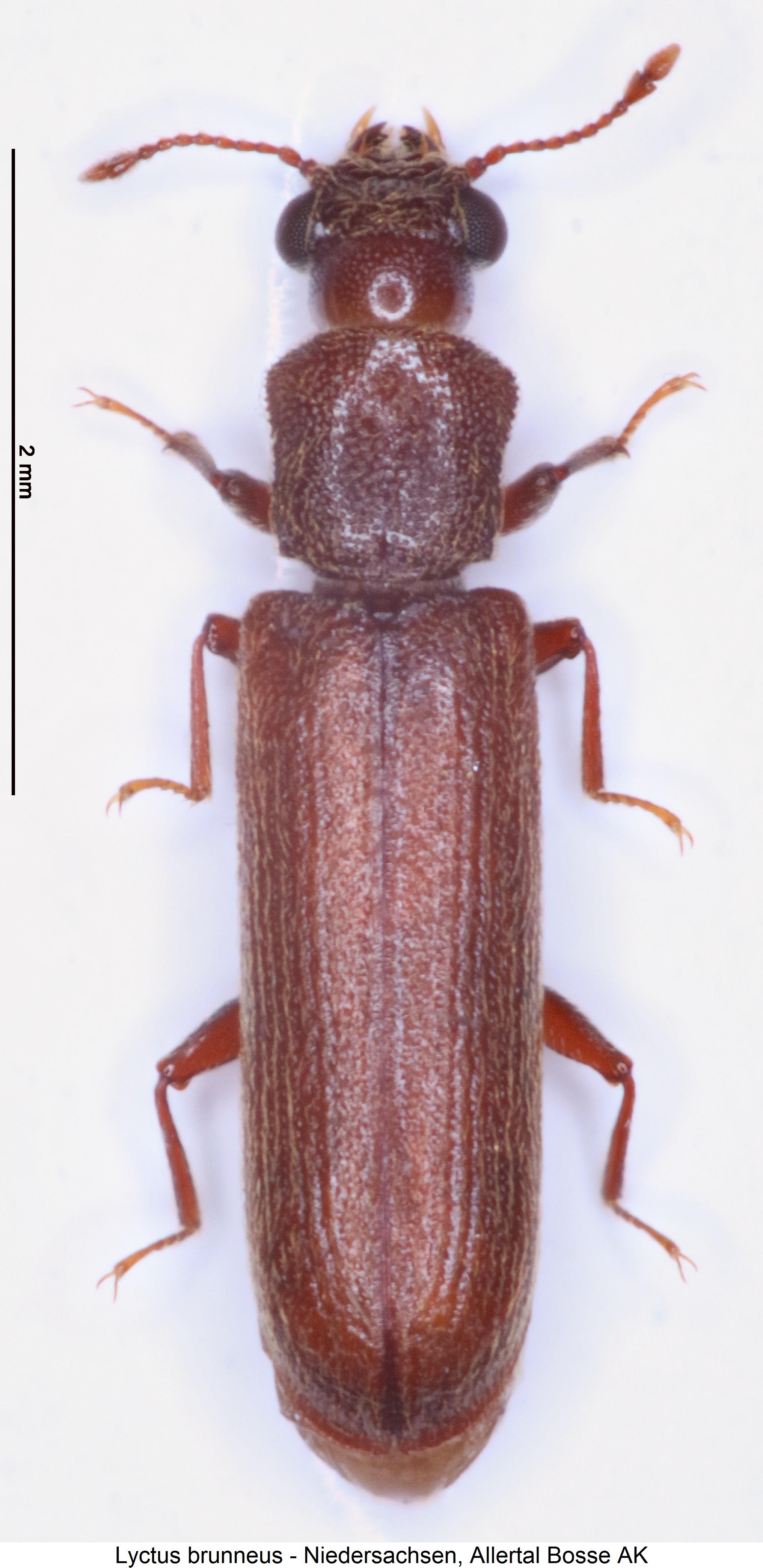 lyctus_brunneus_hab2.jpg