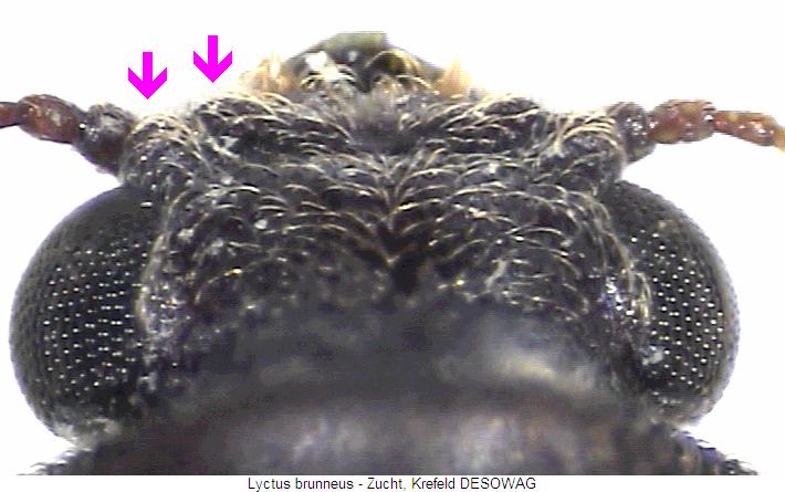 lyctus_brunneus_k.jpg