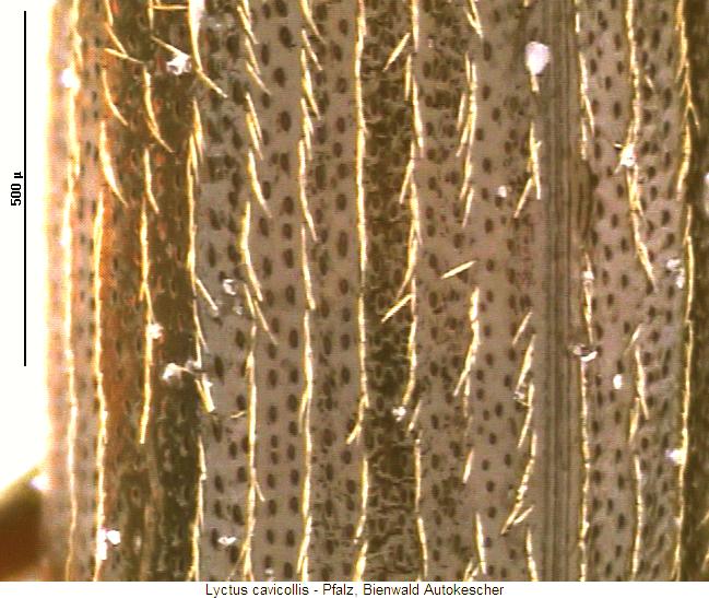 lyctus_cavicollis_os.jpg