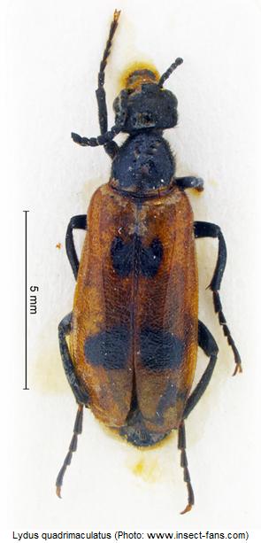 lydus_quadrimaculatus_hab.jpg