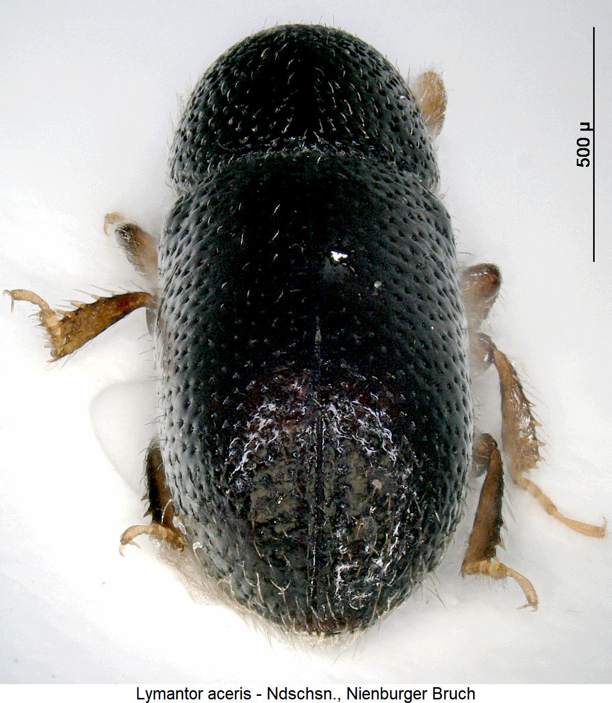 lymantor_aceris_dec.jpg