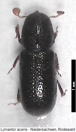 lymantor_aceris_hab.jpg