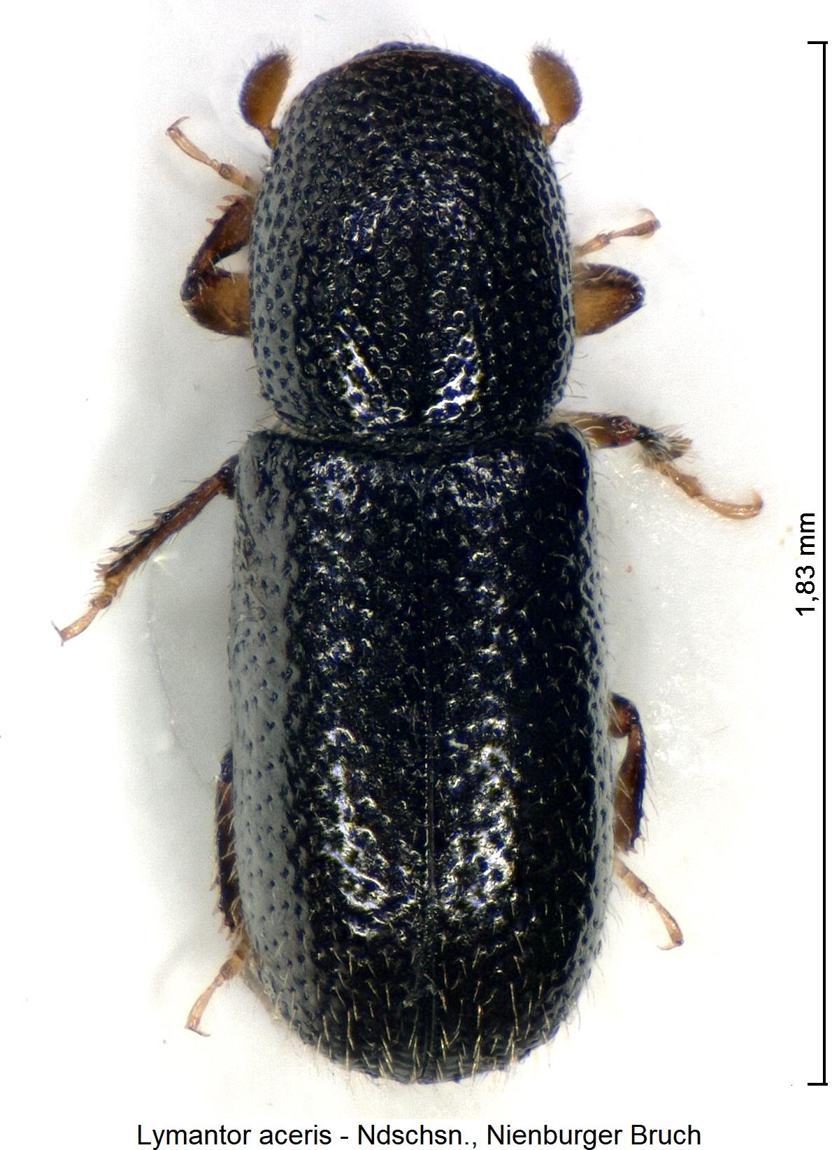 lymantor_aceris_hab1.jpg