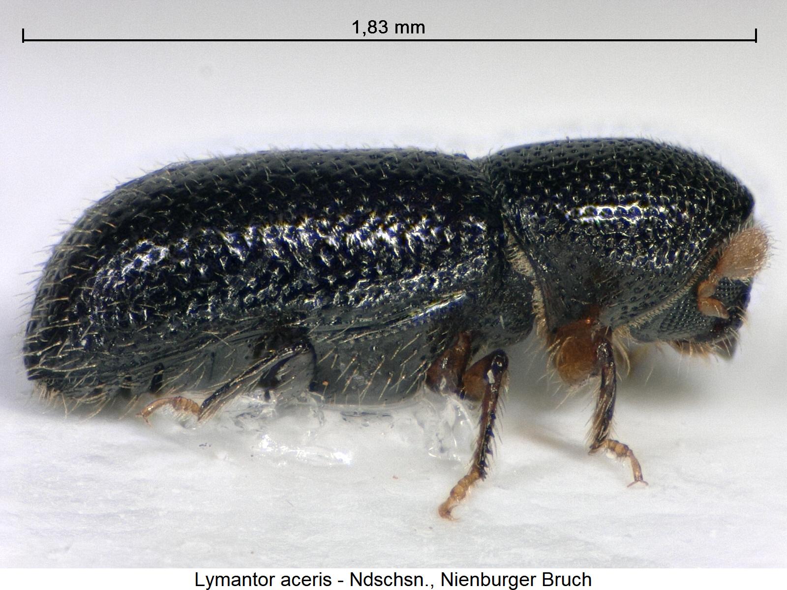 lymantor_aceris_sa.jpg