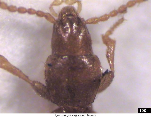 lymnastis_gomerae_k.jpg