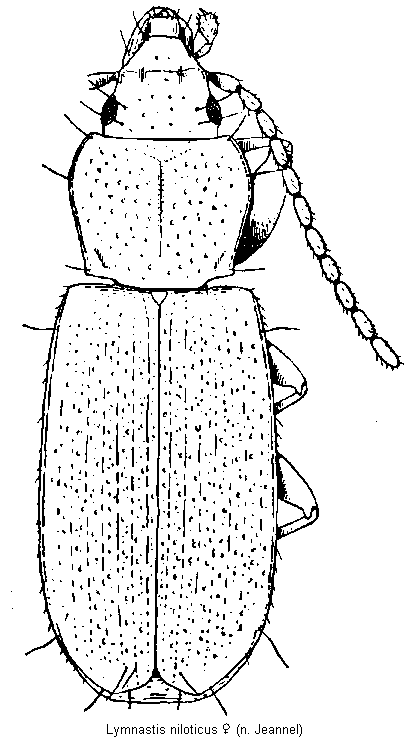 lymnastis_niloticus_hab.gif