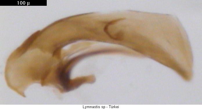 lymnastis_sp_li.jpg