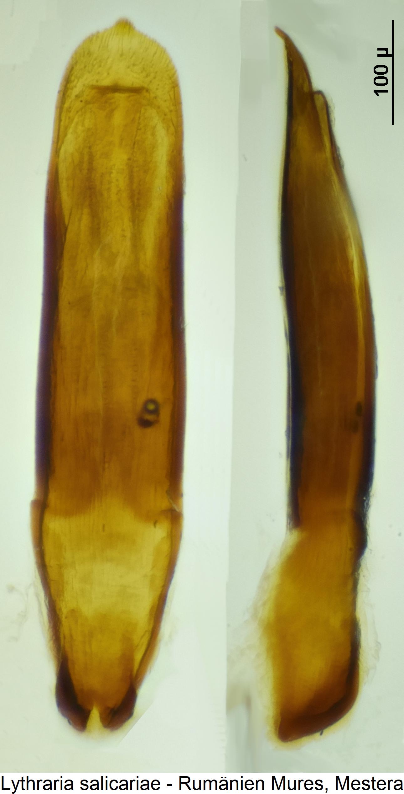 lythraria_salicariae.jpg