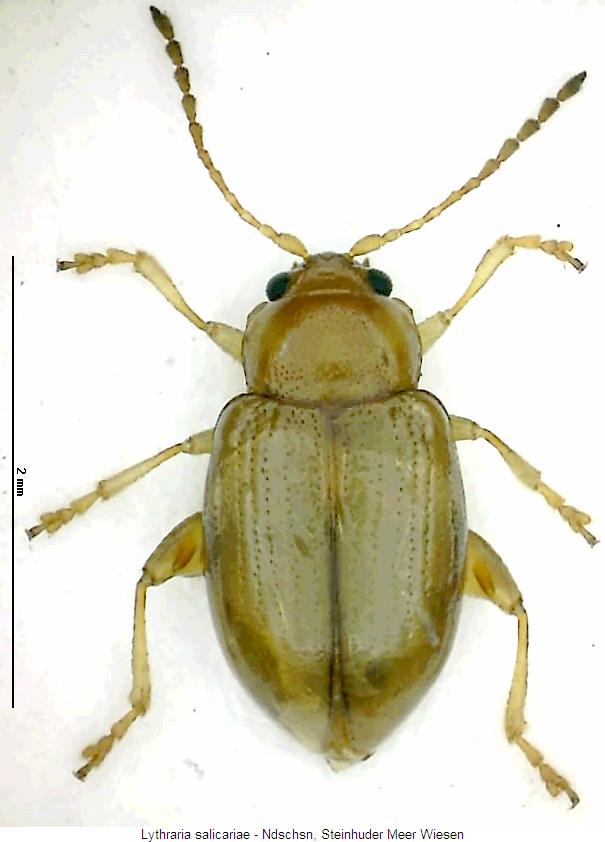 lythraria_salicariae_hab.jpg