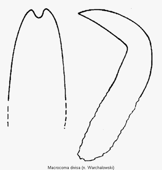 macrocoma_divisa.gif