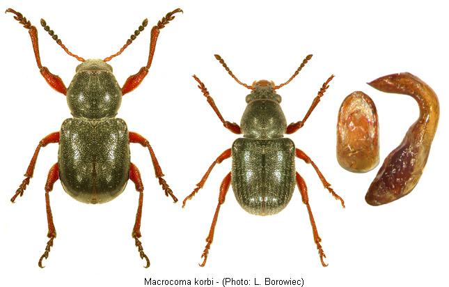 macrocoma_korbi.jpg