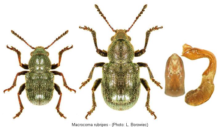 macrocoma_rubripes.jpg