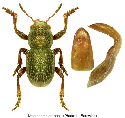 macrocoma_setosa.jpg