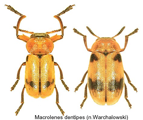 macrolenes_dentipes2.jpg