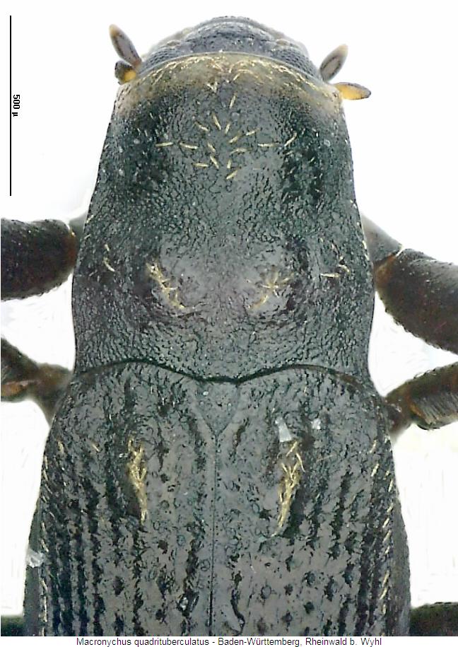 macronychus_quadrituberculatus_vk.jpg