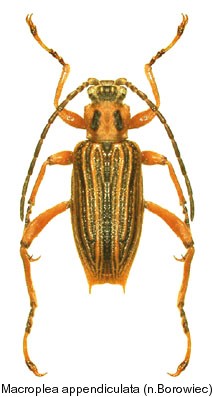 macroplea_appendiculata.jpg
