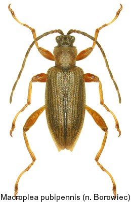 macroplea_pubipennis.jpg