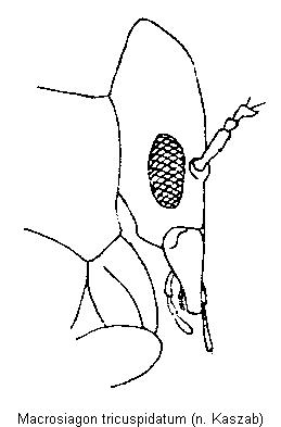 macrosiagon_tricuspidatum_k.gif