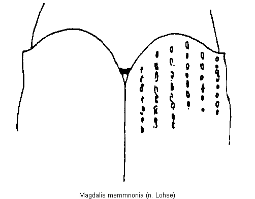 magdalis_memmnonia_fld.gif