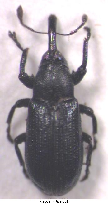 magdalis_nitida.jpg