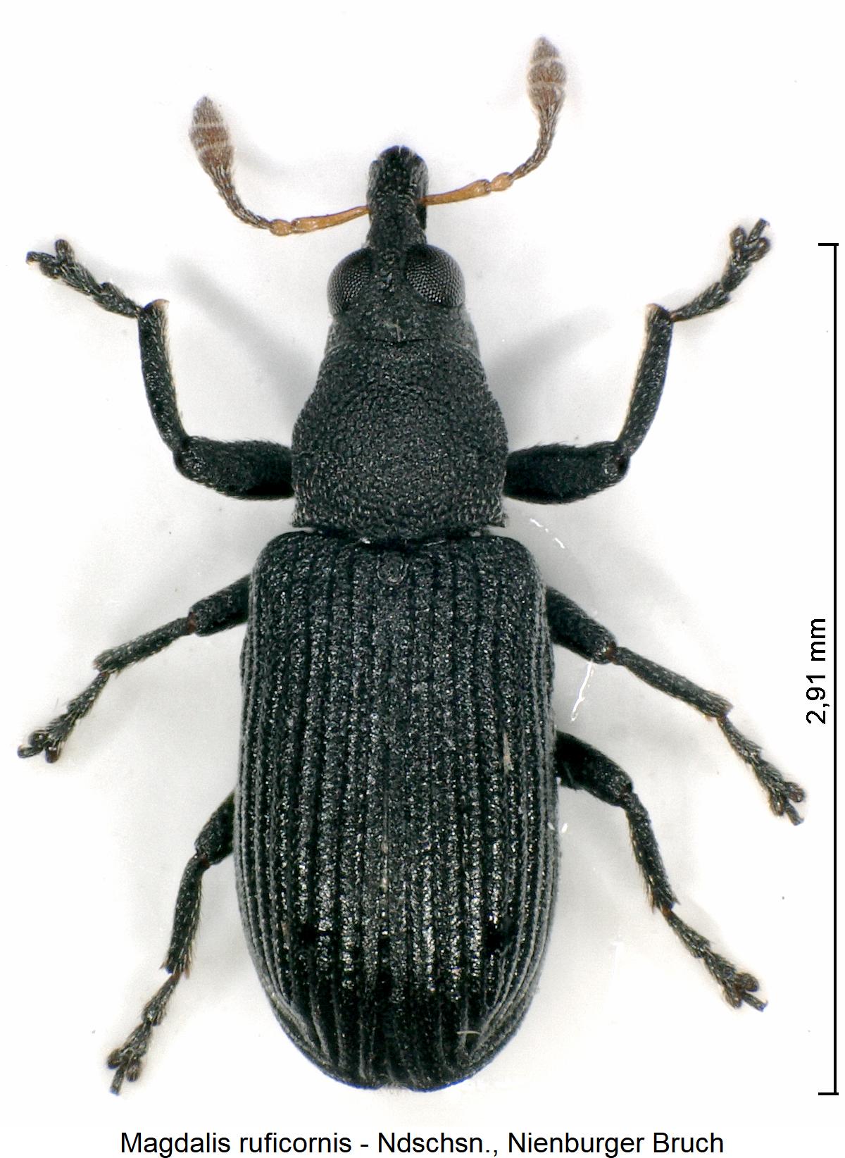 magdalis_ruficornis_hab.jpg