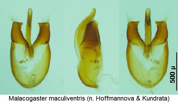 malacogaster_maculiventris.jpg