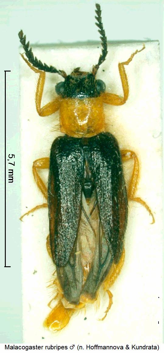 malacogaster_rubripes_m_hab.jpg