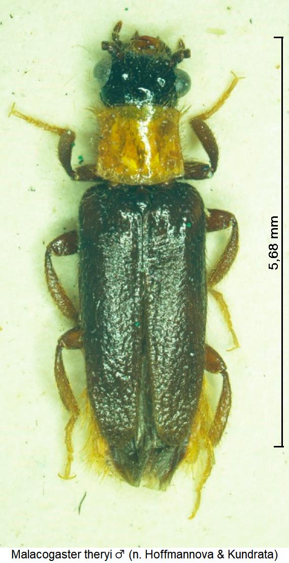 malacogaster_theryi_m_hab.jpg