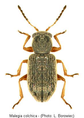 malegia_colchica.jpg