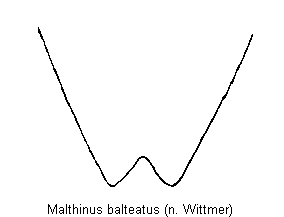 malthinus_balteatus_ster.gif