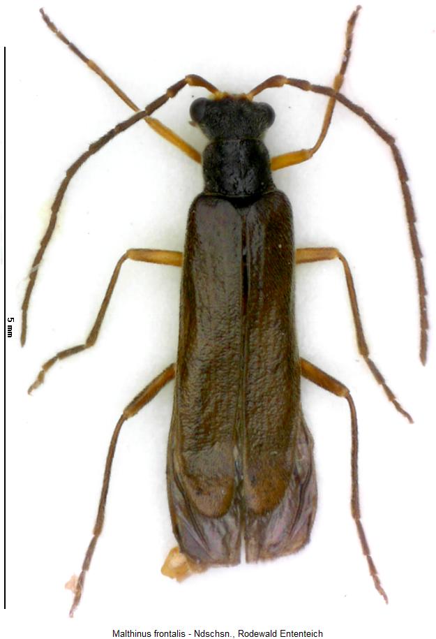 malthinus_frontalis_hab.jpg