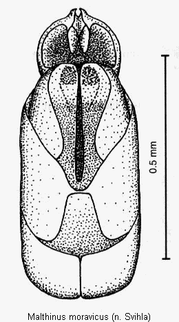 malthinus_moravicus.gif