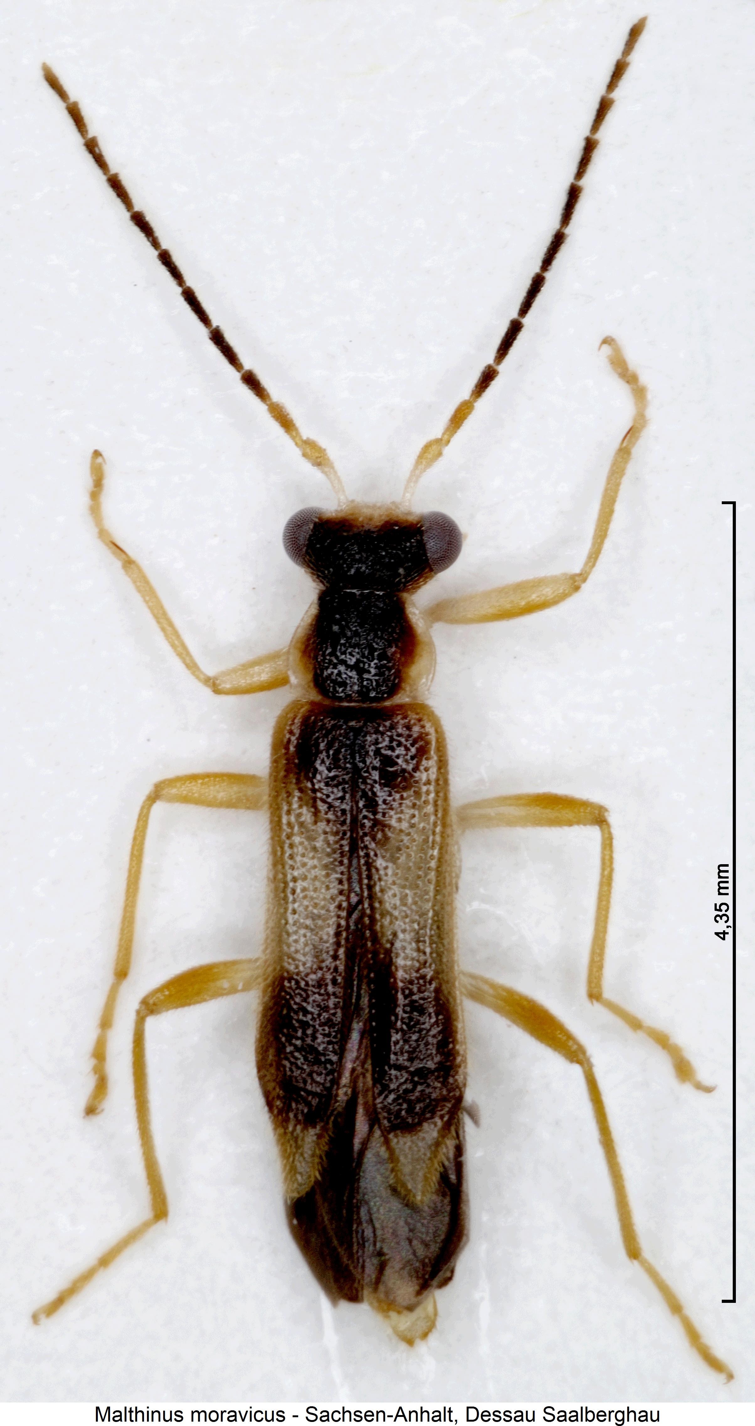 malthinus_moravicus_hab.jpg