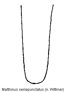 malthinus_seriepunctatus_ster.gif