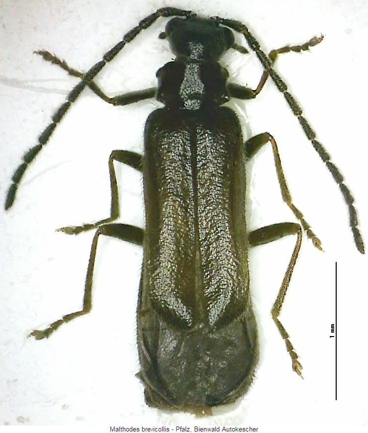malthodes_brevicollis_hab.jpg