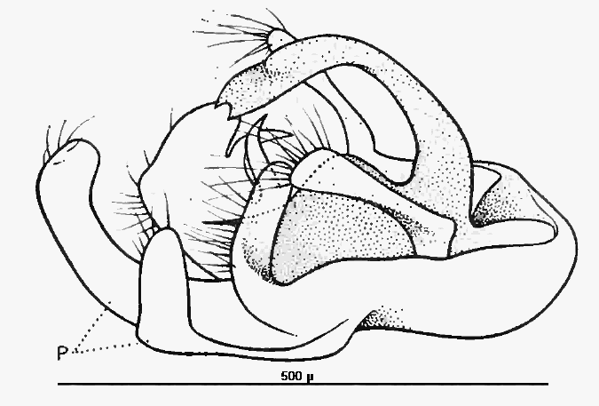 malthodes_caudatus.gif