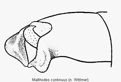 malthodes_continuus_hlb.gif