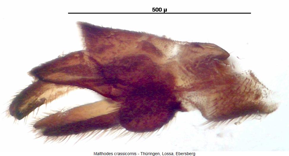 malthodes_crassicornis_hlb.jpg