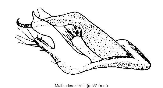 malthodes_debilis.gif