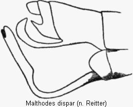 malthodes_dispar_hlb.gif